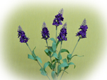 Lavendelbusch - Seidenblume