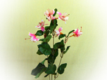 Fuchsia - Seidenblume