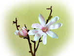 Magnolie - Seidenblume