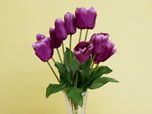 Tulpen-Strauß