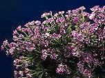Seidenblumen - Blossom- / 0,53m purpur