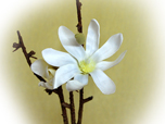 Magnolie - Seidenblume
